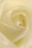 Drawn right into the luminous heart of a cream-ivory rose, you are enveloped by softness and serenity-a reflection of Woodside's understated beauty. Each petal unfurls with a quiet invitation, their gentle spirals and velvet texture conjuring the image of early dew glistening on nearby gardens. Shadows drift lovingly through the folds, imparting dimension and a sense of sheltered peace. The scene feels as tranquil as a Sunday morning in Woodside, a time for quiet reflection and heartfelt gestures. For me as a local florist, this rose becomes a universal symbol-perfect for sending condolences, expressing admiration, or marking the promise of new beginnings. Its sweetness, almost imperceptible but unmistakable, lingers like a comforting presence in the room. The artistry in each curve and layer echoes the thoughtful preparations behind every bouquet crafted right here in Woodside, ensuring each delivery brings warmth and meaning to every doorstep in the neighbourhood.